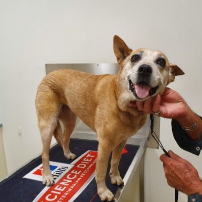 Dog looking up at camera on vet table.